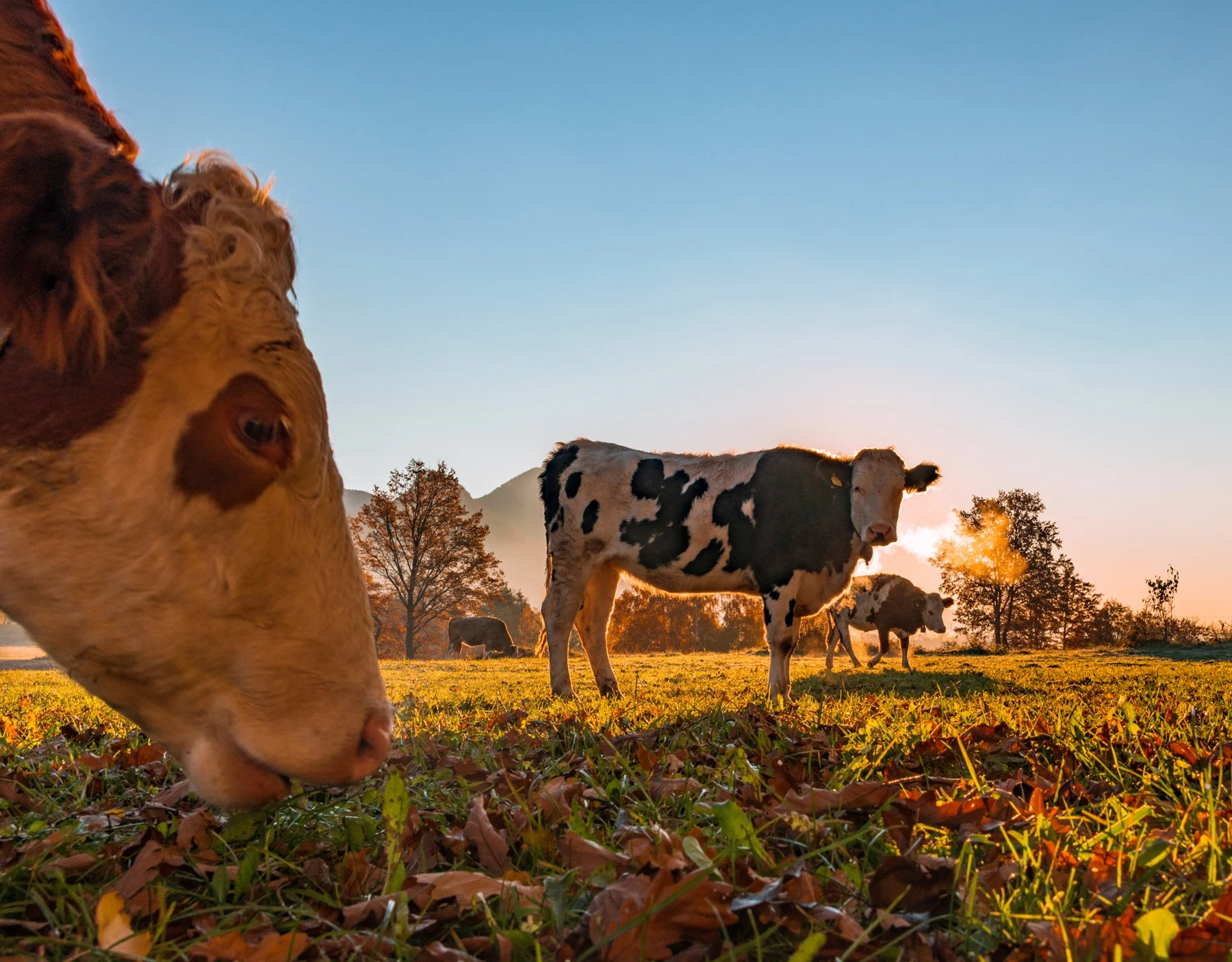 zoo-trofes.gr-cows2