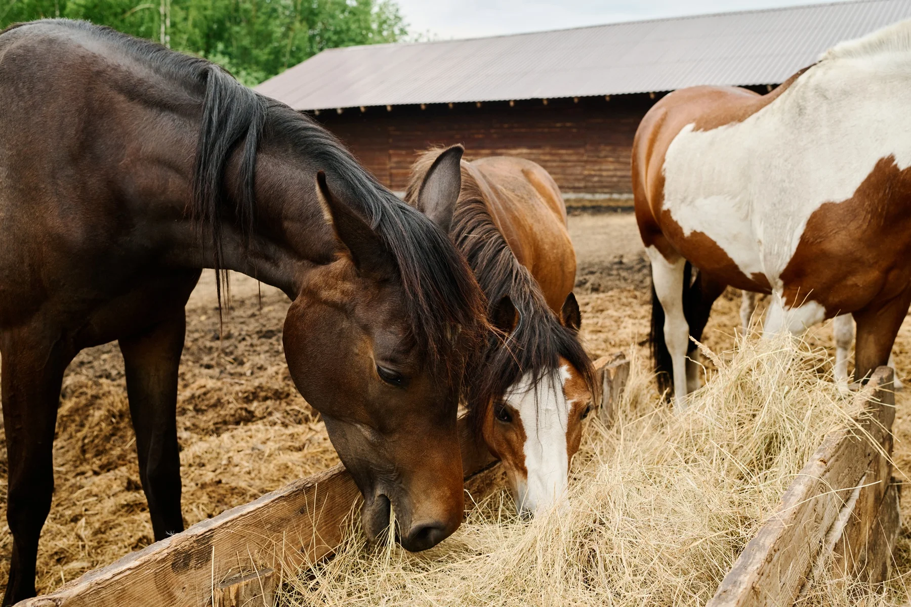 zoo-trofes.gr-horses3