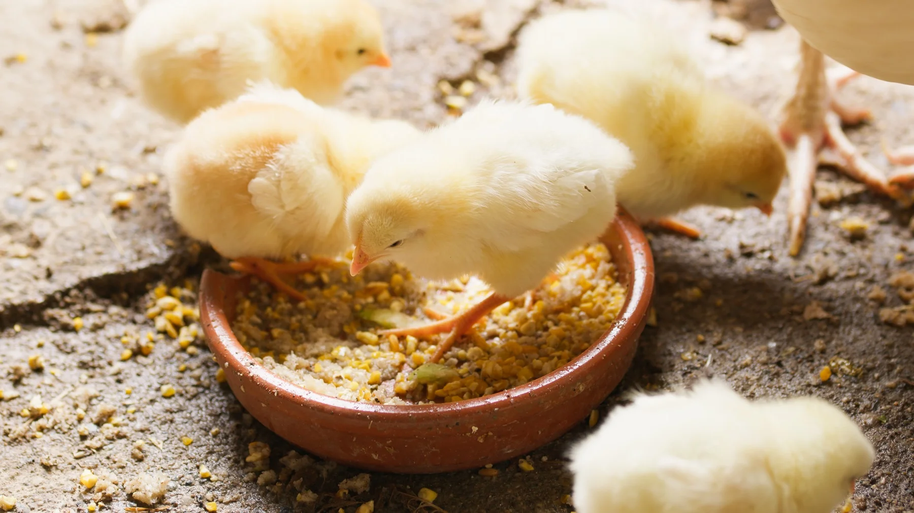 zoo-trofes.gr-yellow-chicks